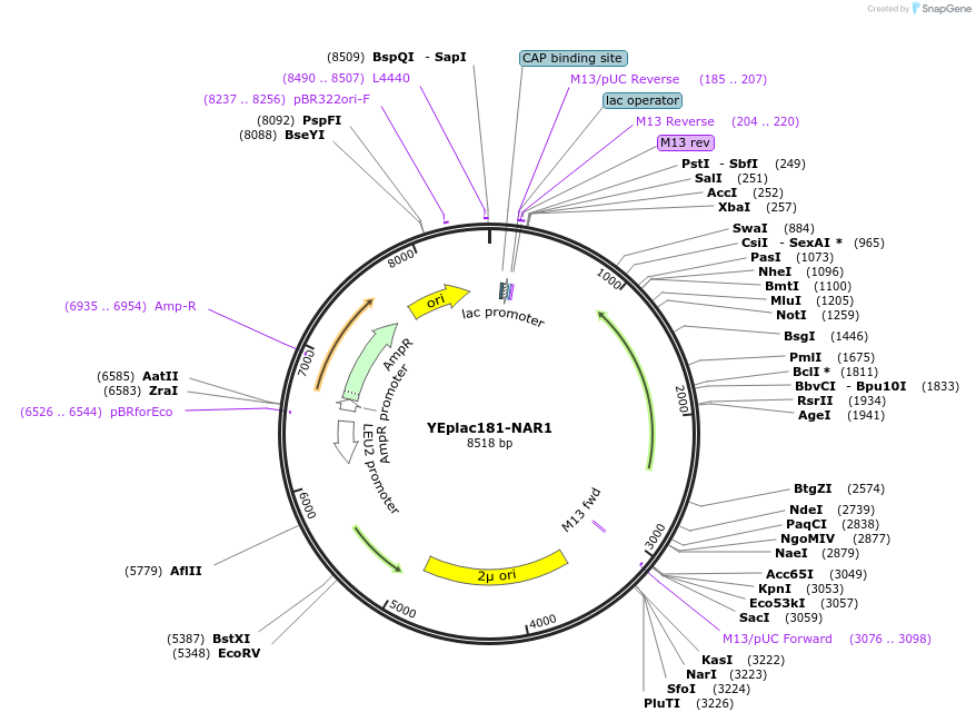 10999-plasmid-map-sequence-id-6833