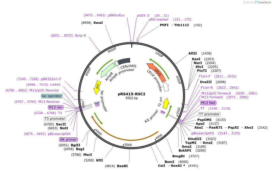 11001-plasmid-map-sequence-id-6835