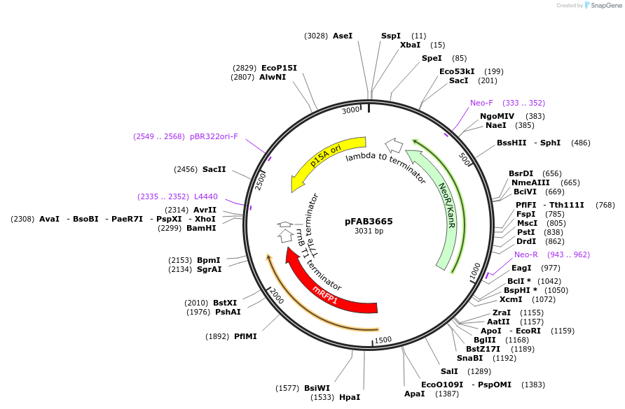 47832-plasmid-map-sequence-id-68365
