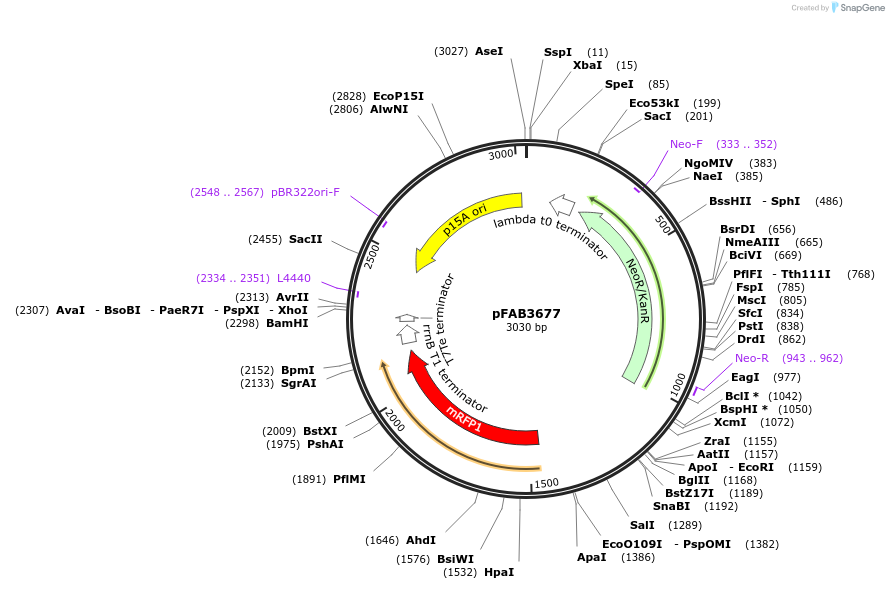 47833-plasmid-map-sequence-id-68366