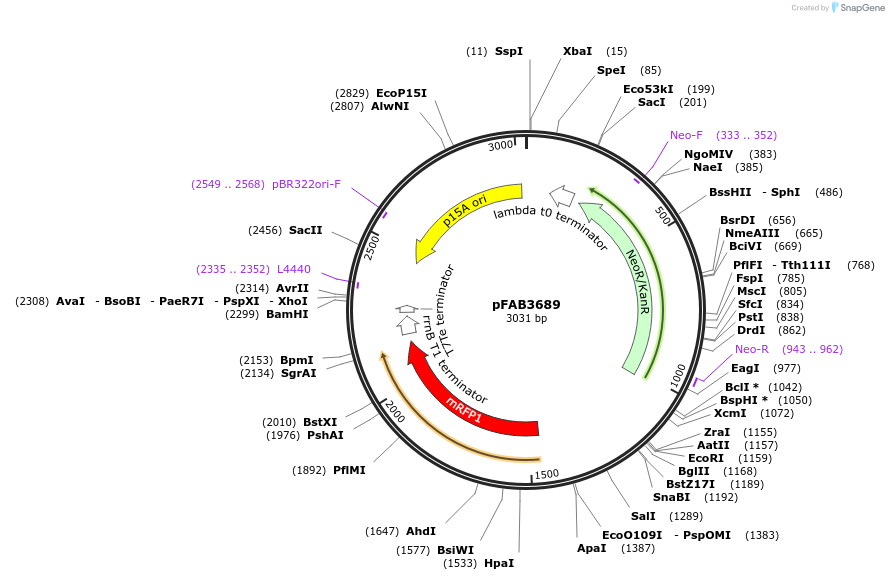 47834-plasmid-map-sequence-id-68367