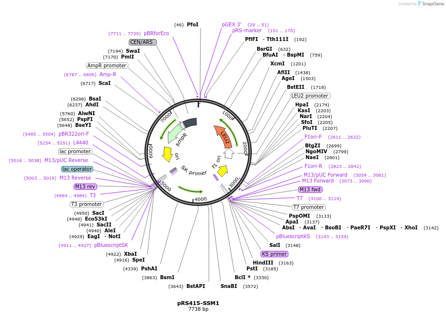 11003-plasmid-map-sequence-id-6837