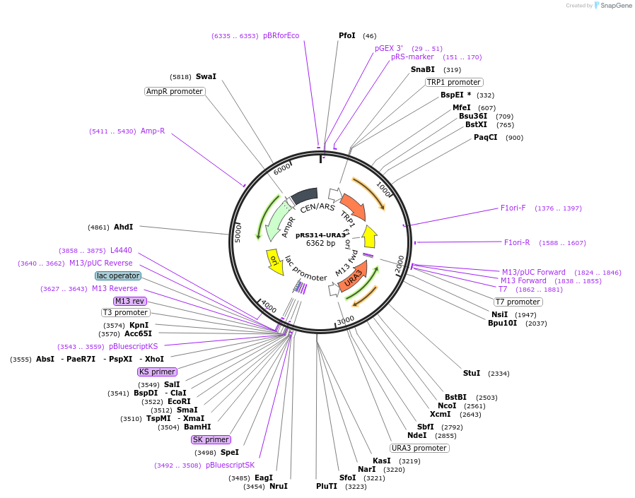 11004-plasmid-map-sequence-id-6838
