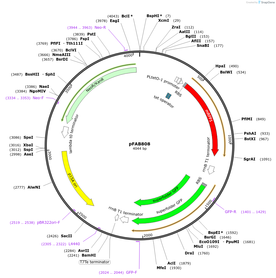 47853-plasmid-map-sequence-id-68385