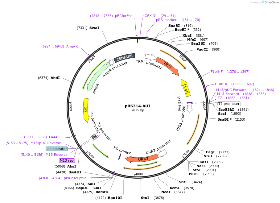11006-plasmid-map-sequence-id-6840
