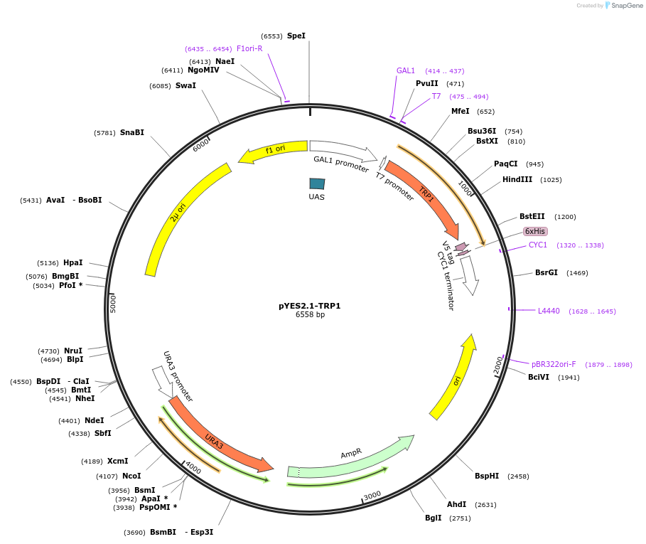 11007-plasmid-map-sequence-id-6841