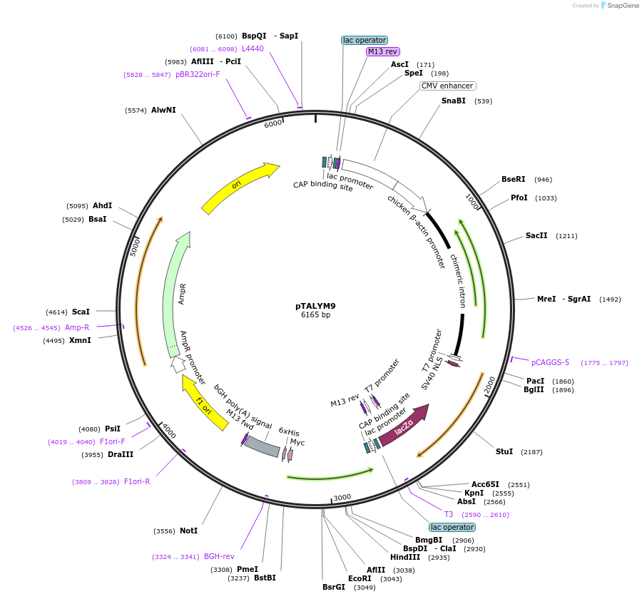 47876-plasmid-map-sequence-id-68415