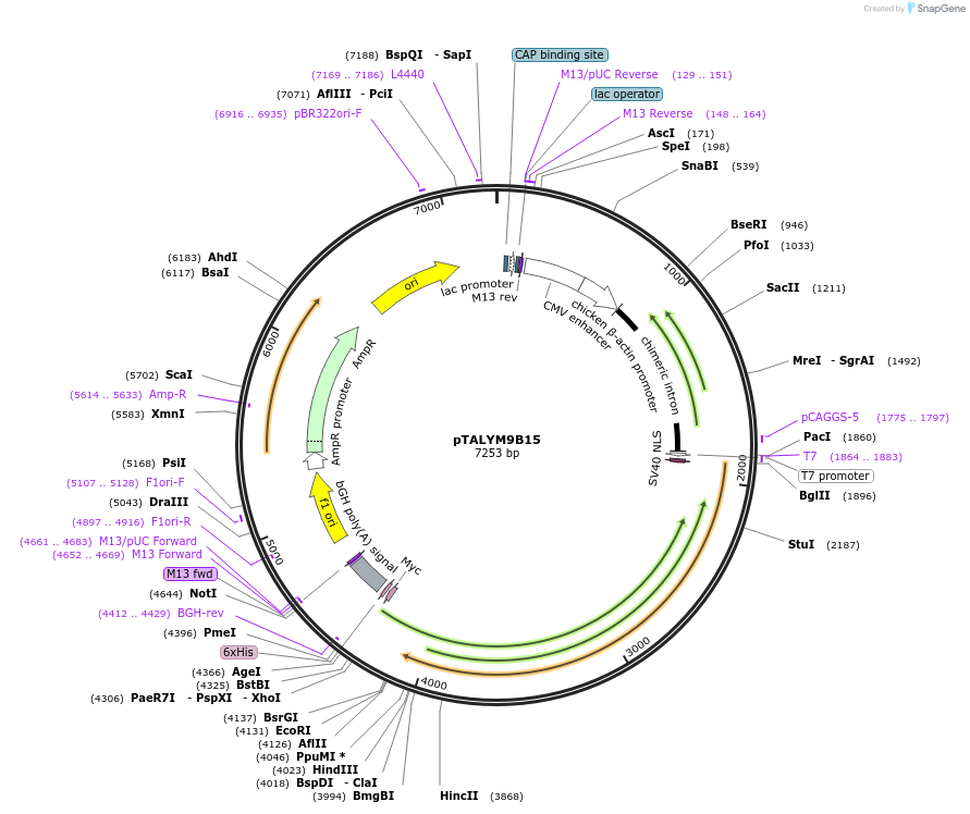 47877-plasmid-map-sequence-id-68416