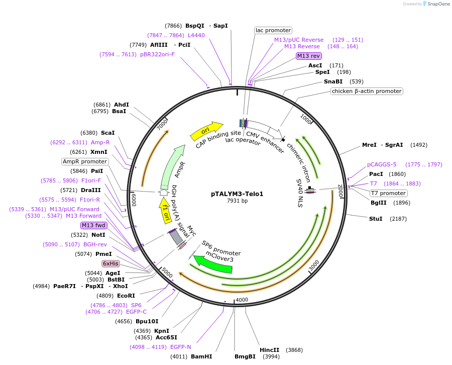 47883-plasmid-map-sequence-id-68418