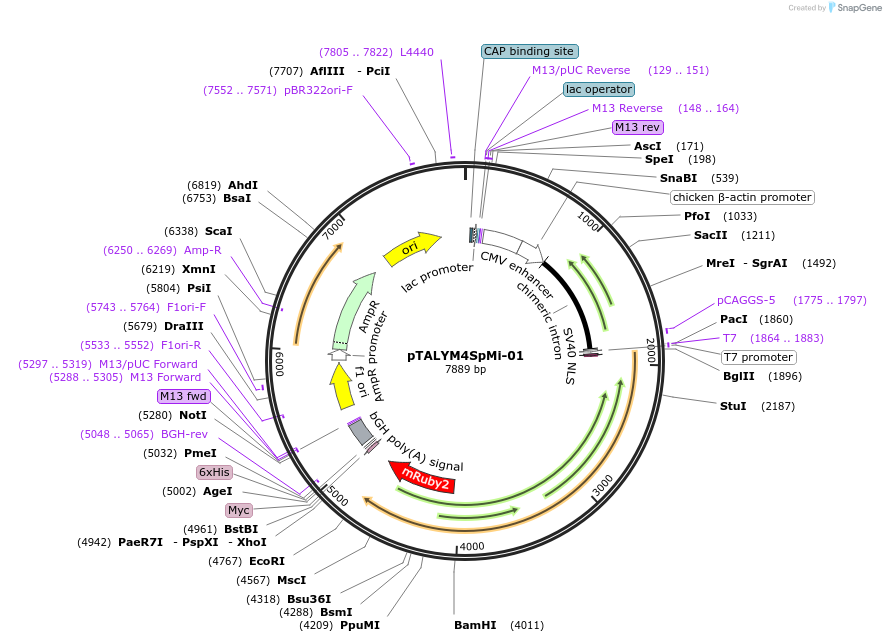 47879-plasmid-map-sequence-id-68419