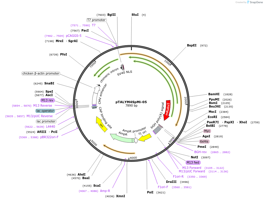 47880-plasmid-map-sequence-id-68420