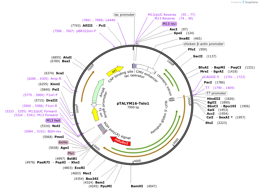 47882-plasmid-map-sequence-id-68421