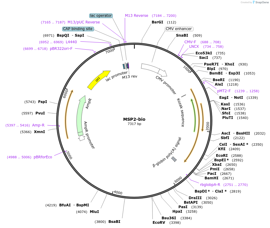 47710-plasmid-map-sequence-id-68424