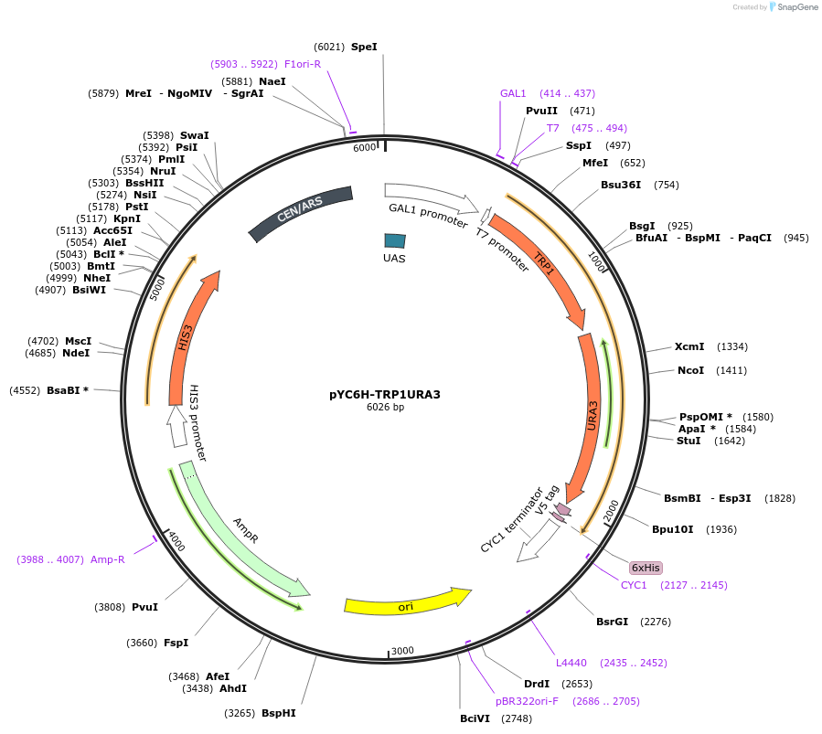 11009-plasmid-map-sequence-id-6843
