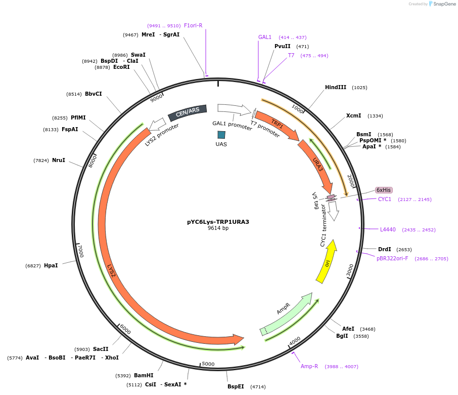 11010-plasmid-map-sequence-id-6844