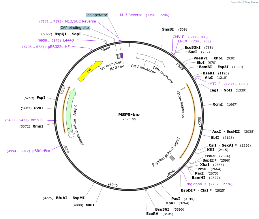 47718-plasmid-map-sequence-id-68457