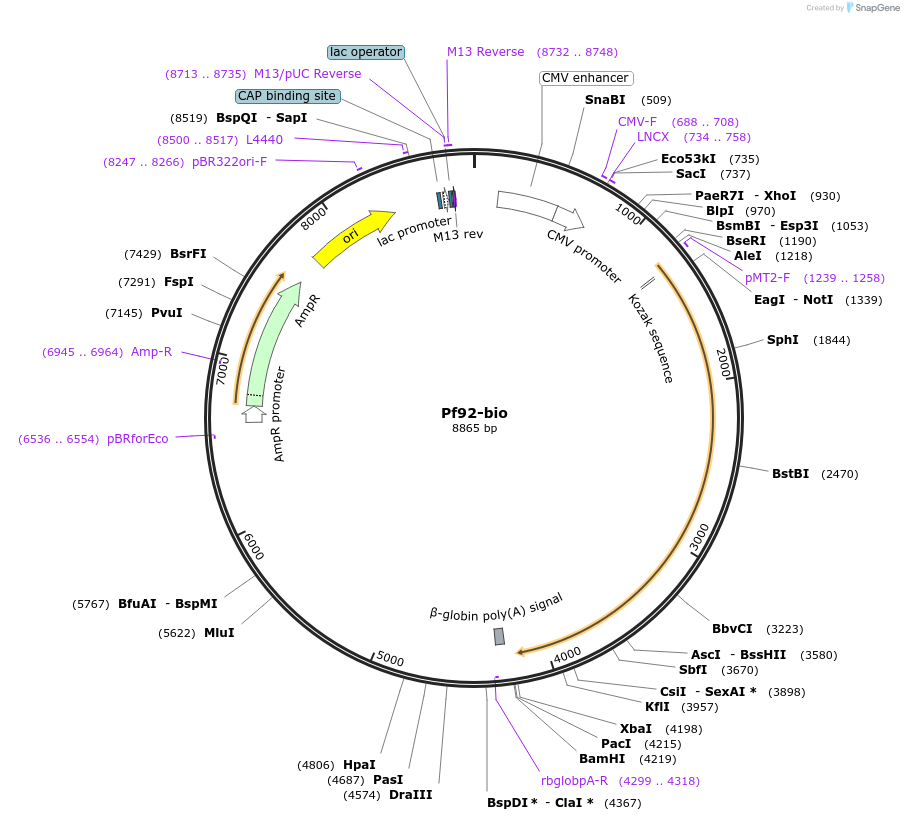 47728-plasmid-map-sequence-id-68461