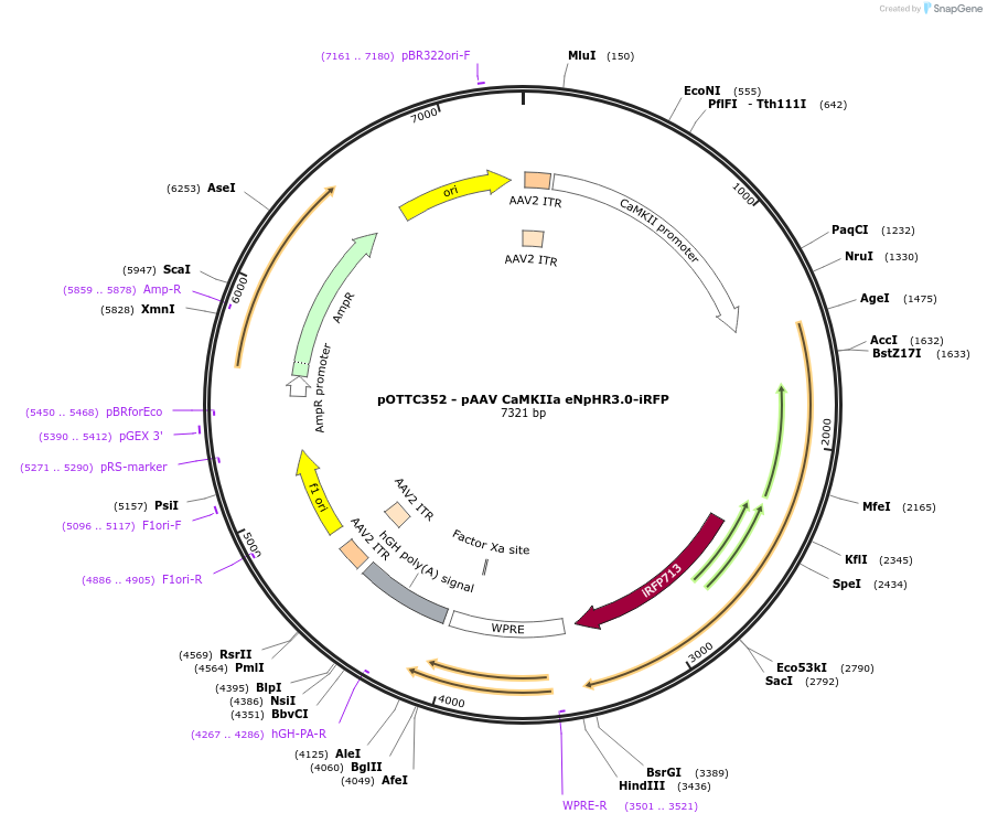 47904-plasmid-map-sequence-id-68464