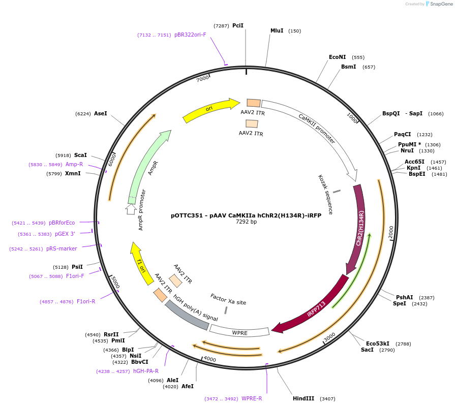 47905-plasmid-map-sequence-id-68465