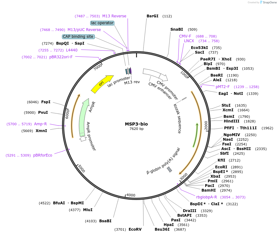 47731-plasmid-map-sequence-id-68466