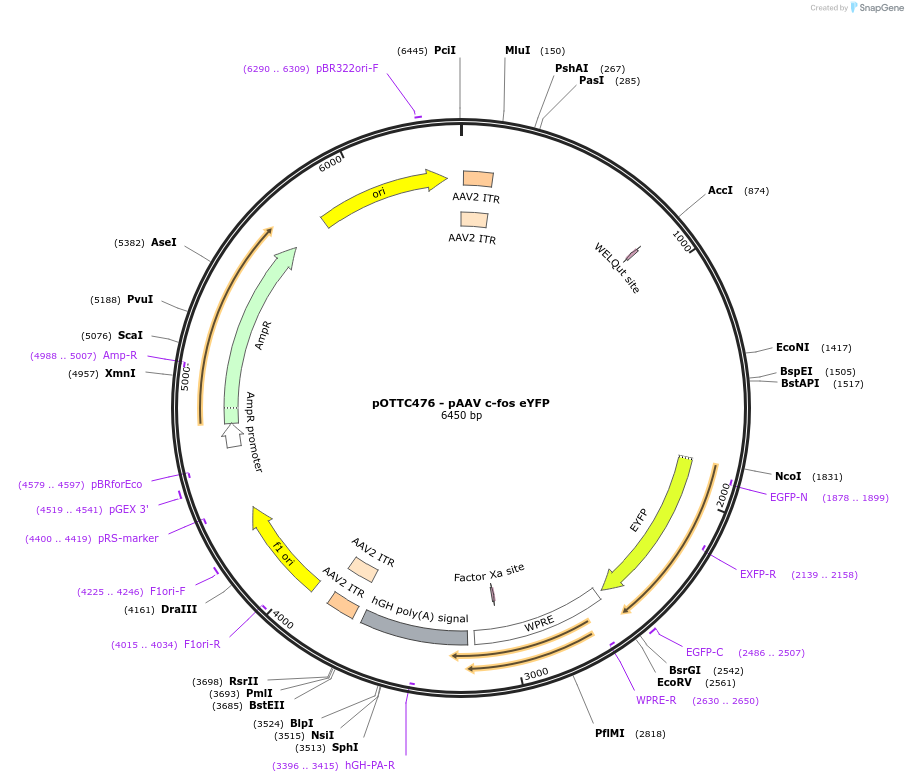 47907-plasmid-map-sequence-id-68473