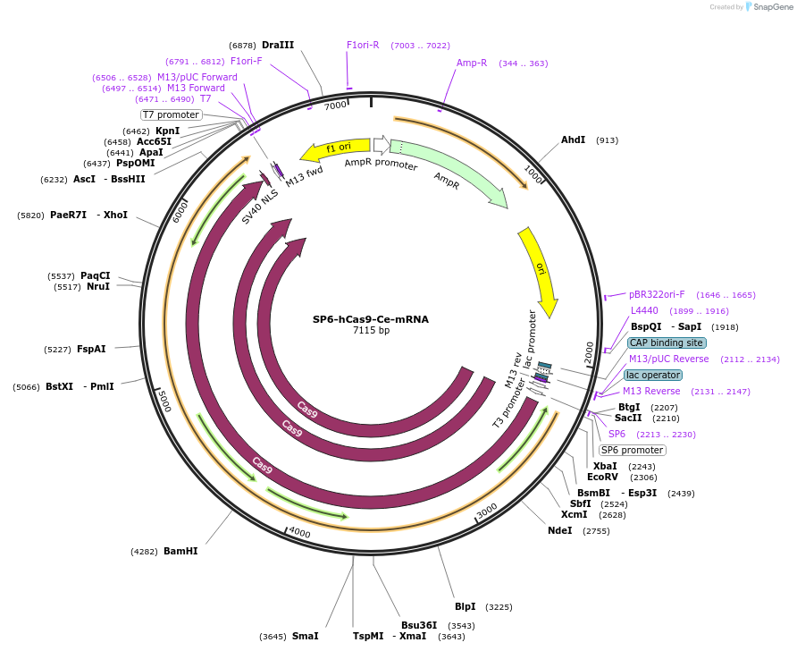 47911-plasmid-map-sequence-id-68528