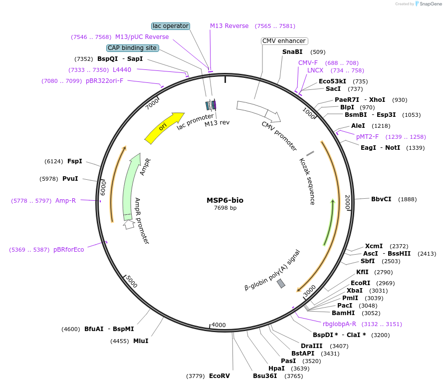 47732-plasmid-map-sequence-id-68561