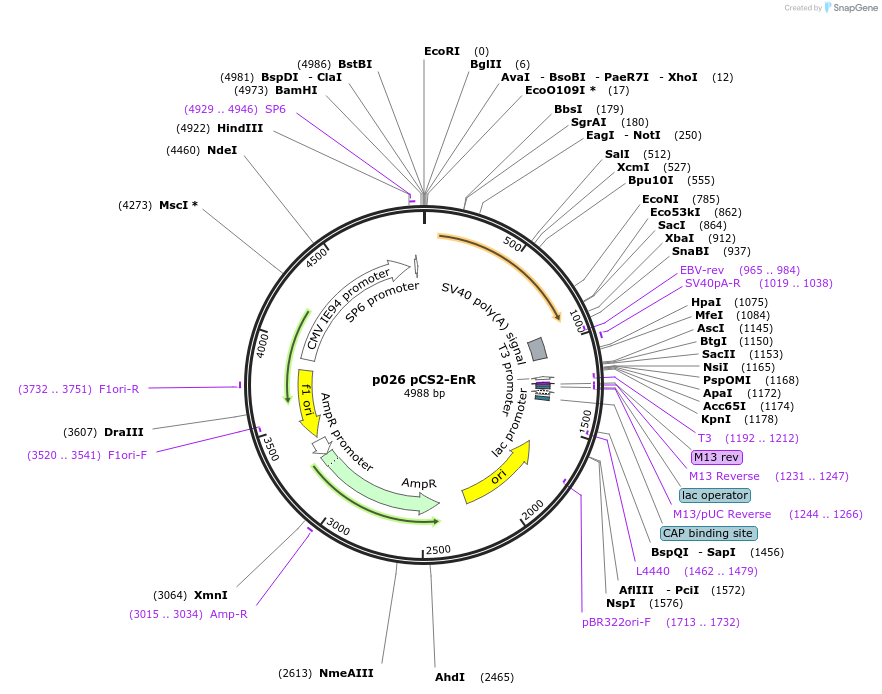 11028-plasmid-map-sequence-id-6858