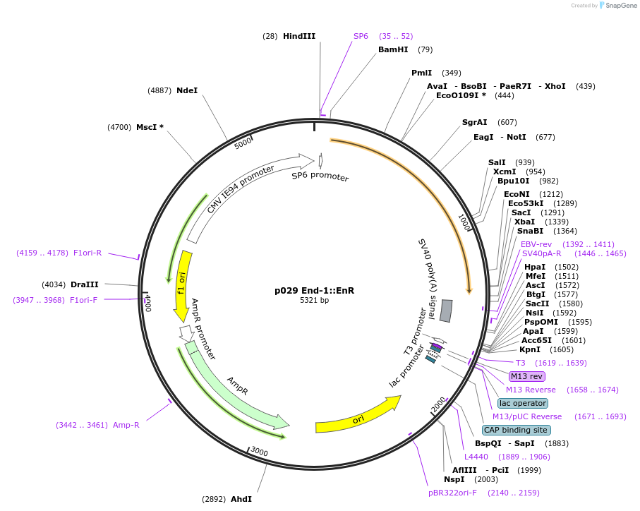 11029-plasmid-map-sequence-id-6859