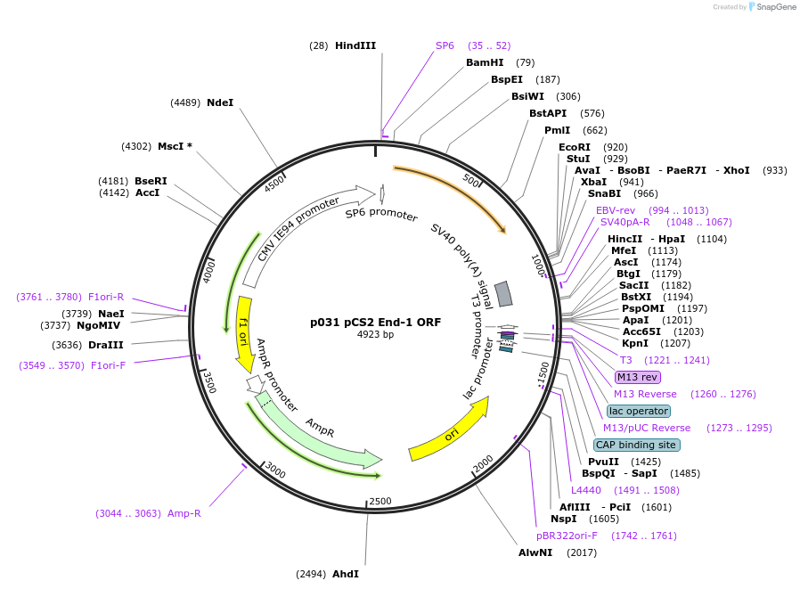 11030-plasmid-map-sequence-id-6860