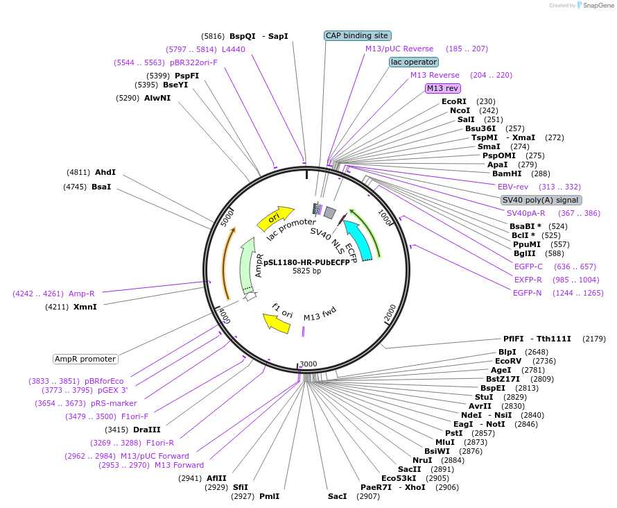 47917-plasmid-map-sequence-id-68604