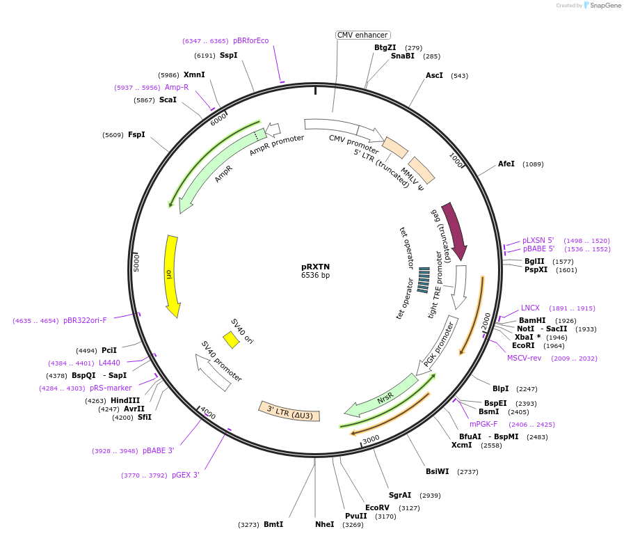 47916-plasmid-map-sequence-id-68607