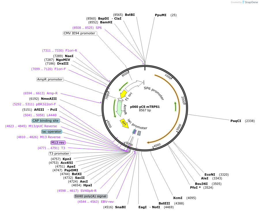 11032-plasmid-map-sequence-id-6861