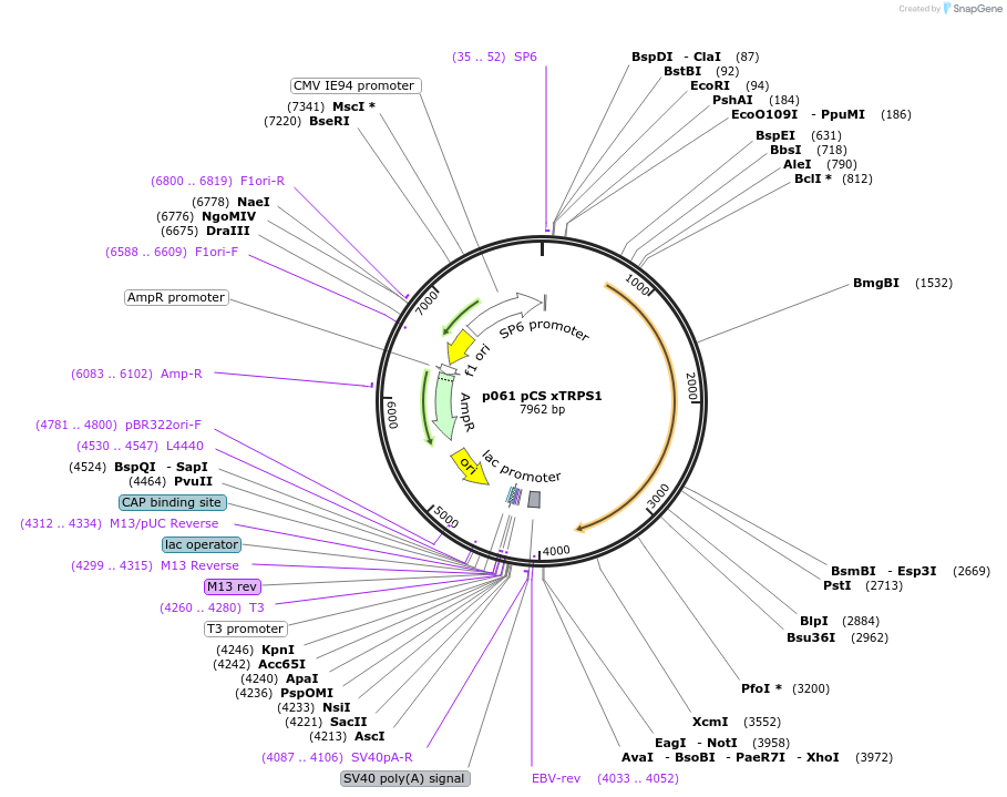 11033-plasmid-map-sequence-id-6862