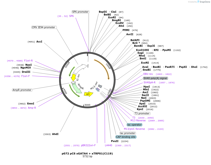 11043-plasmid-map-sequence-id-6864