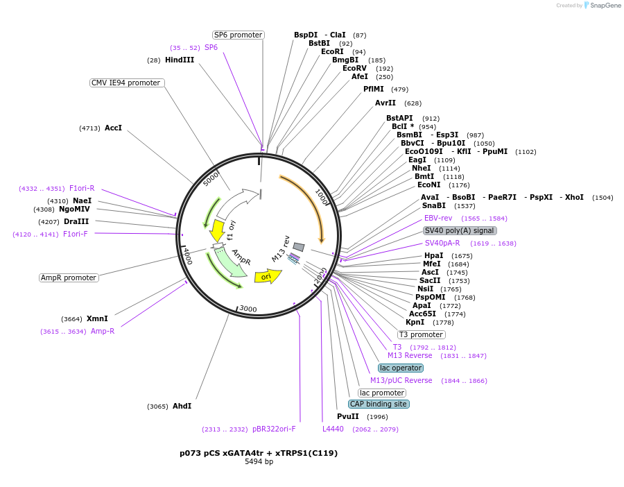 11044-plasmid-map-sequence-id-6865