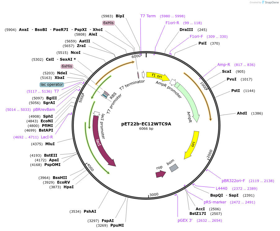 47924-plasmid-map-sequence-id-68708