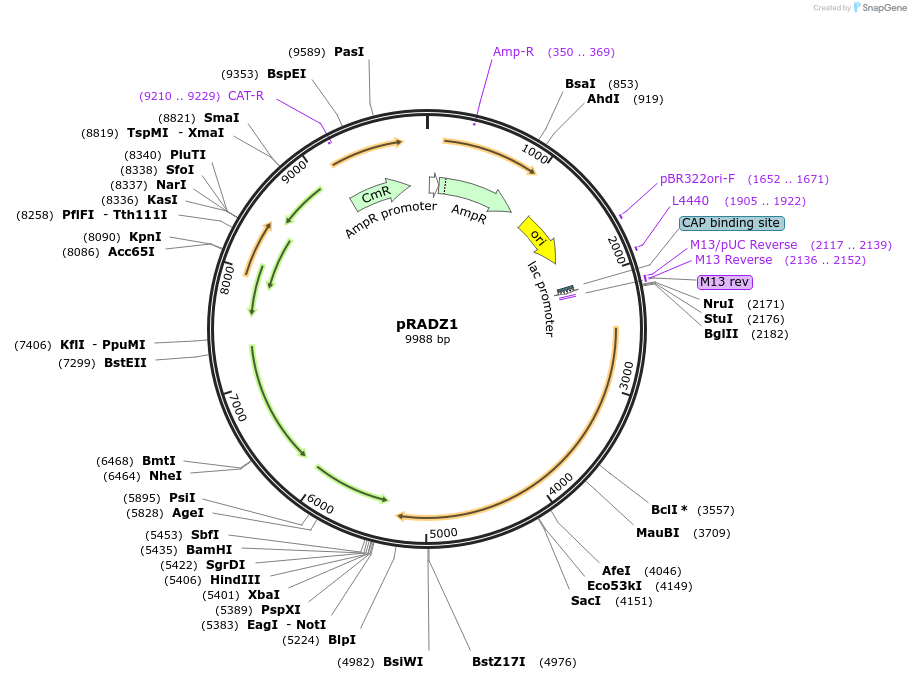 47698-plasmid-map-sequence-id-68723