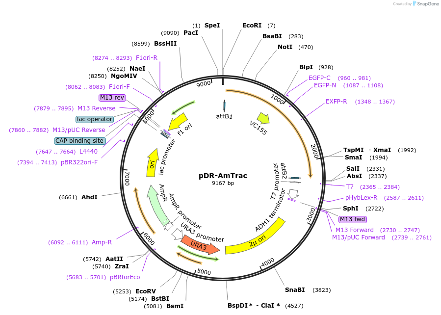 47770-plasmid-map-sequence-id-68735