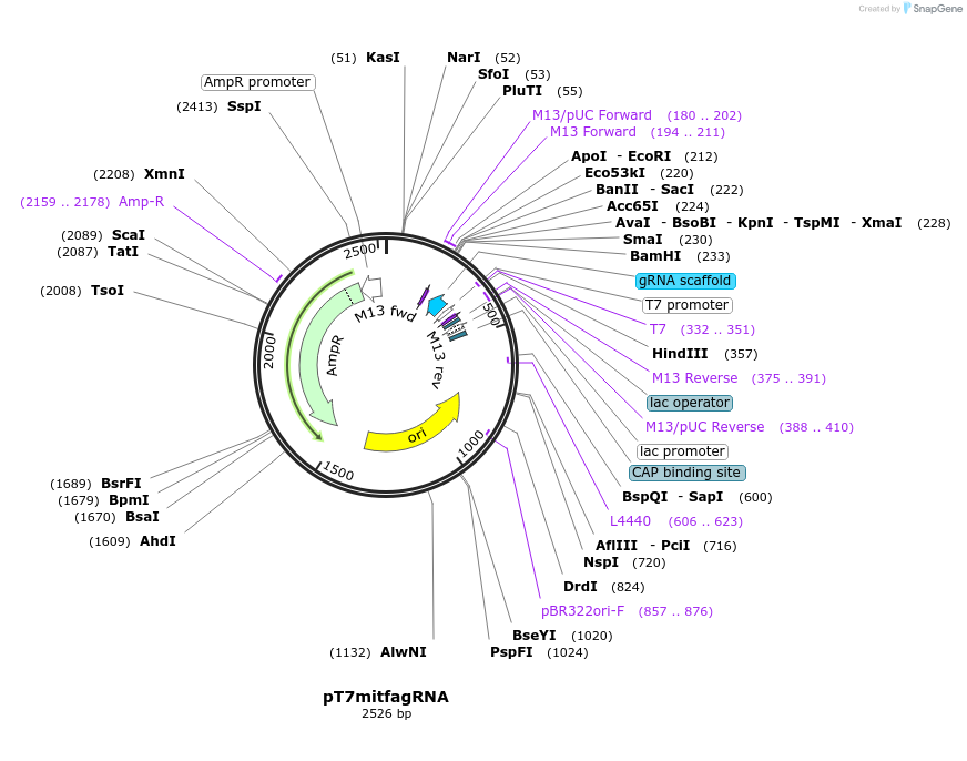47931-plasmid-map-sequence-id-68743