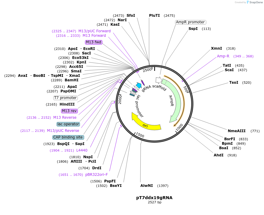 47932-plasmid-map-sequence-id-68744