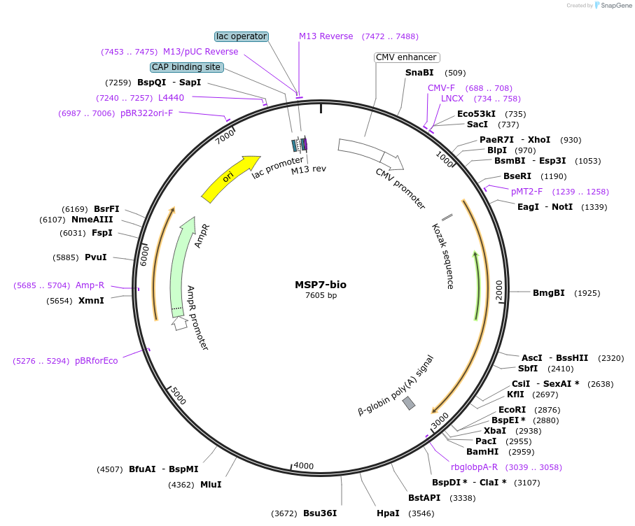 47735-plasmid-map-sequence-id-68747