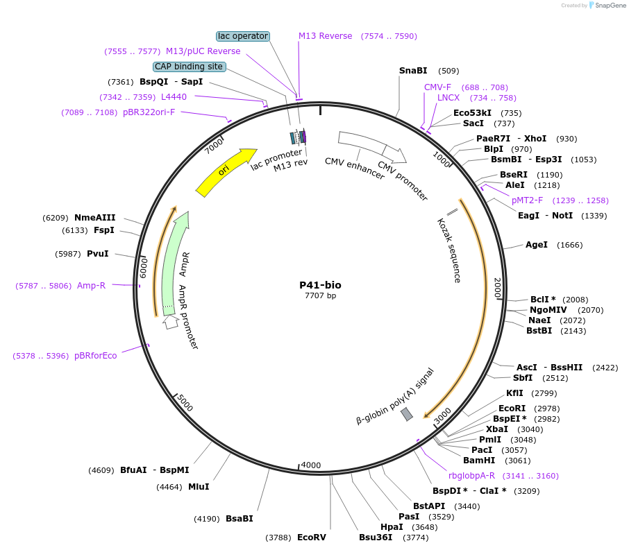 47739-plasmid-map-sequence-id-68748