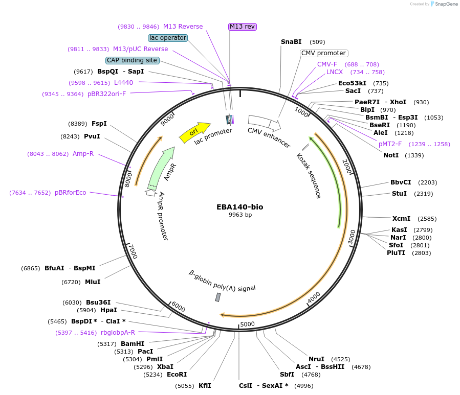 47742-plasmid-map-sequence-id-68750