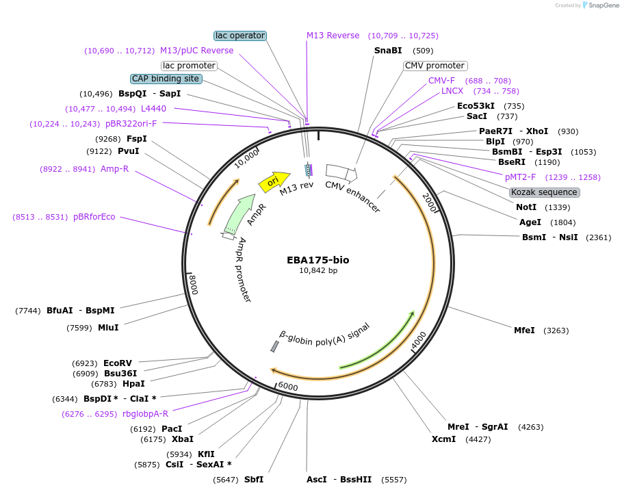 47743-plasmid-map-sequence-id-68751
