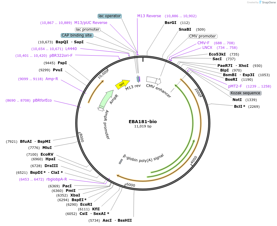 47744-plasmid-map-sequence-id-68752