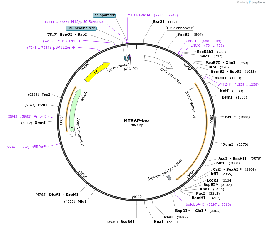 47746-plasmid-map-sequence-id-68760