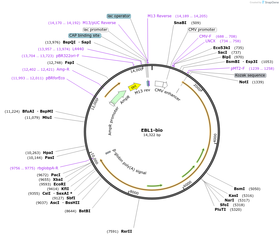 47792-plasmid-map-sequence-id-68762