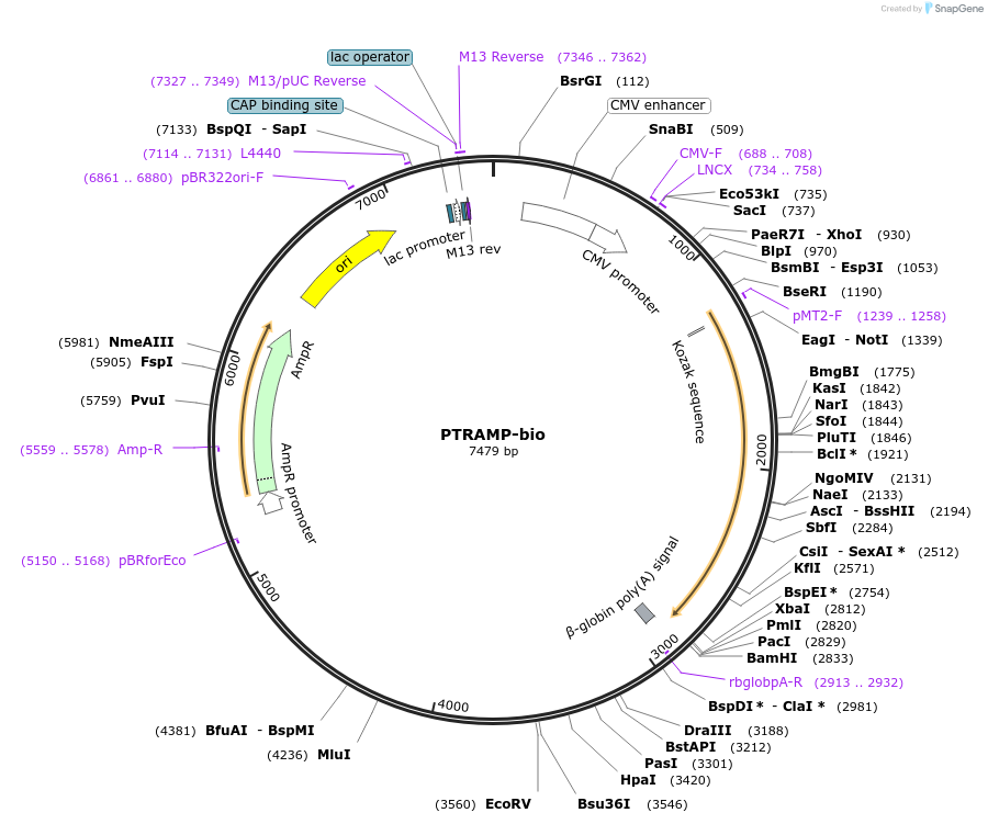 47793-plasmid-map-sequence-id-68770