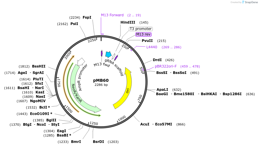 47941-plasmid-map-sequence-id-68788
